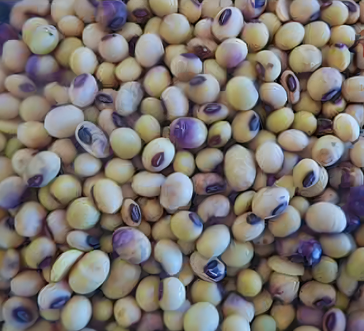 Soya Huasteca