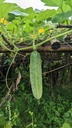 Pepino Criollo