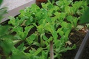 Arúgula