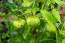 Tomate de cáscara