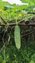 Pepino Criollo