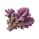 Mostaza Morada