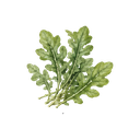 Arúgula