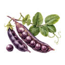 Chicharo morado
