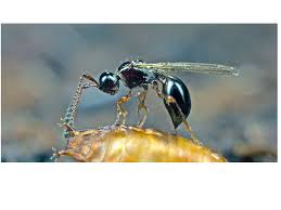 Bio-Organik Trichopria drosophilae (1000 ind)