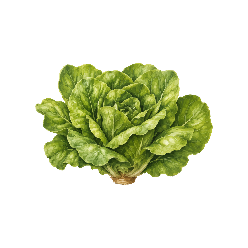 Lechuga orejona