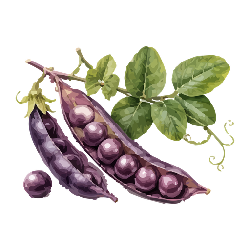 [7020019] Chicharo morado