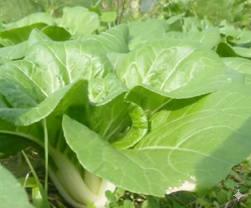 [7020020] Baby pack choi