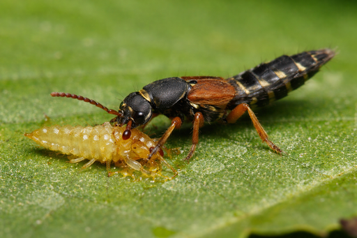 [8020001] Bio-Organik ATHETA (Dalotia coriaria) 1000 ind