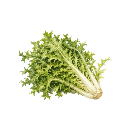 [7020021] Lechuga escarola corneta