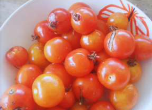 Jitomate Citlali Rojo
