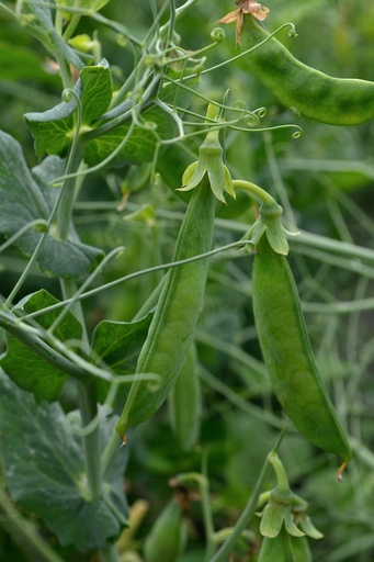 [7020015] Chicharo Gigante