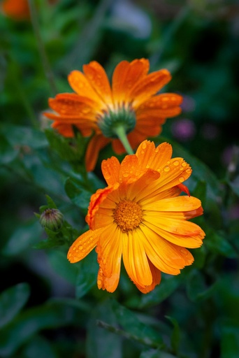 [7020005] Calendula