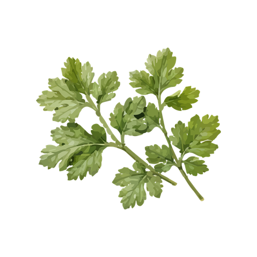 [7020001] Cilantro