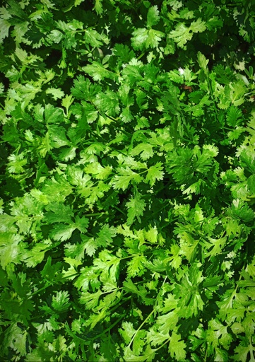 [7020001] Cilantro