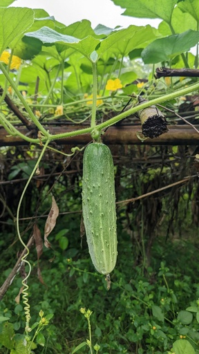 [7020013] Pepino Criollo